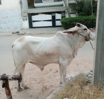 2 daant bachra for sale
