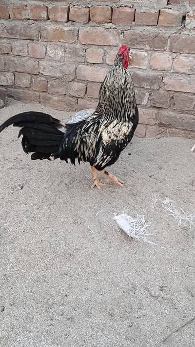 Ghar ka Pala Desi fancy murgha for sale
