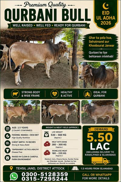 Qurbani Bull for Sale for Eid ul Adha 2026