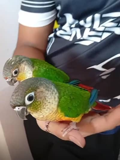 Green cheek conure pair