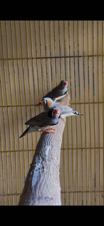 Zebra finches males