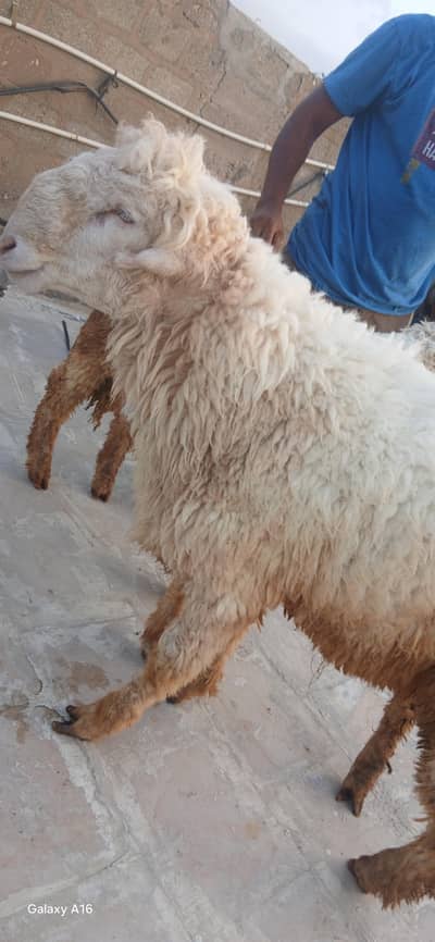 Dumbe goats 