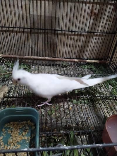 Cockatiel Albino Red Eye