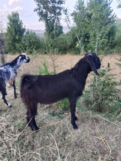 Desi Goats |  2 dant | Qurbani 2026  | بکرا |  Heavy weight |