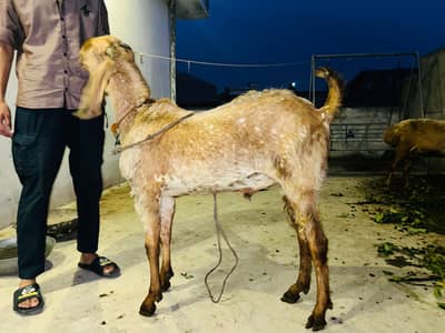 donda bakra for sale Nasal Makhi cheena  03009546573