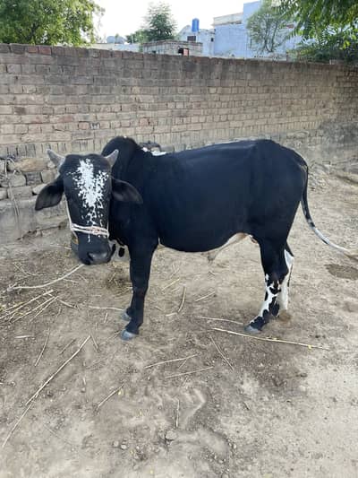 Animal for sale