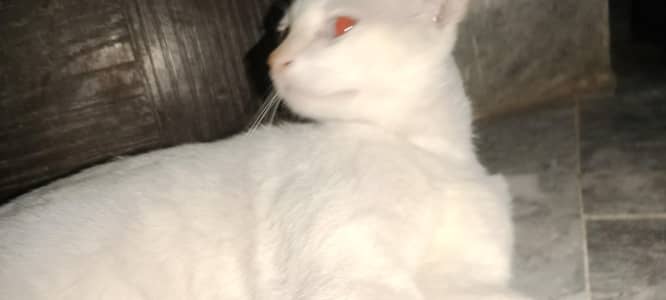 red eyes urgent for sell