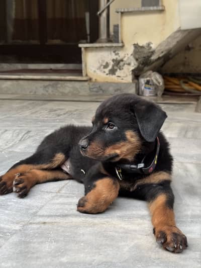Rottweiler