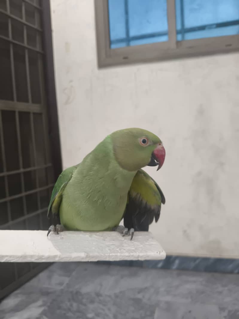 parrot 0