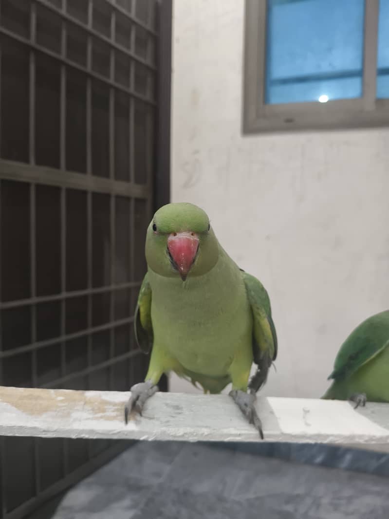 parrot 1
