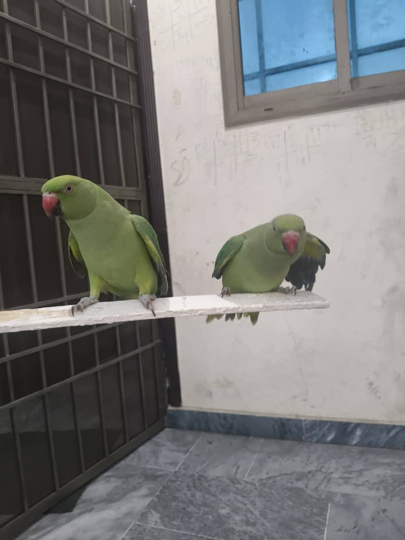 parrot 2