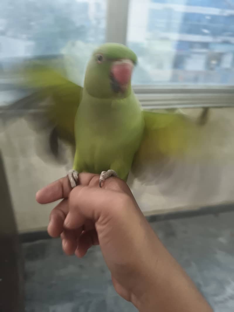 parrot 3