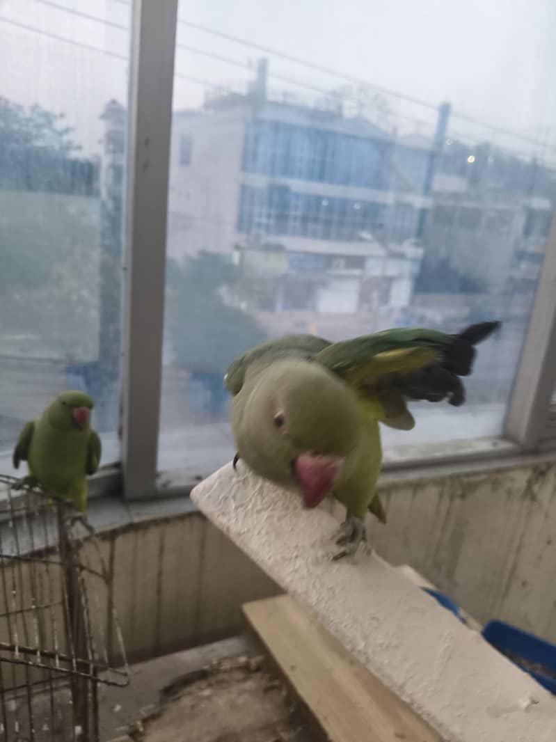 parrot 4
