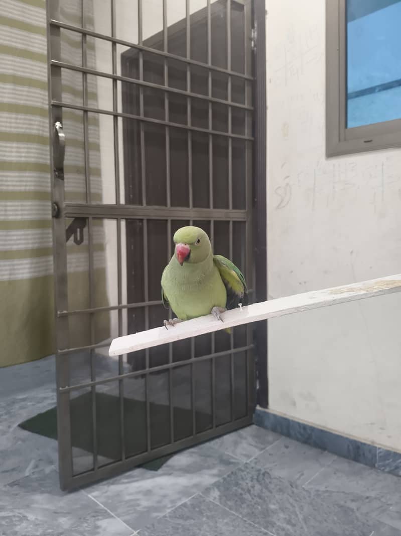 parrot 5