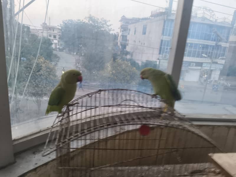 parrot 6