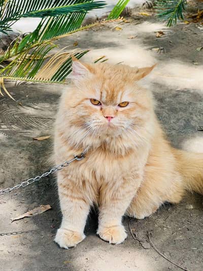 Persian male cat for sale