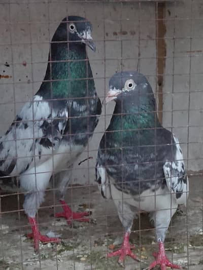 Ferozpuri Pair for sale