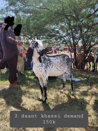 bakra for sale qurbani