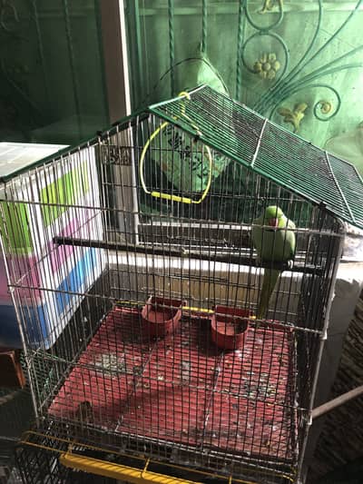 2 cages available