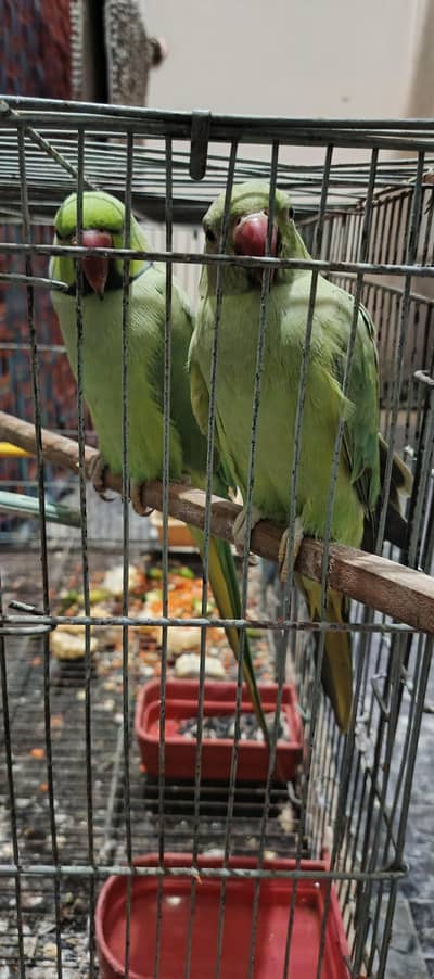 Pair Parrots