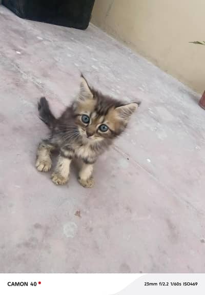 Persian Kittens For Sale