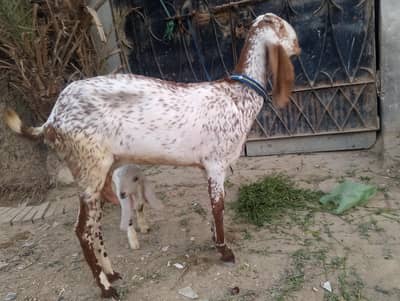selling 2 goats with baby