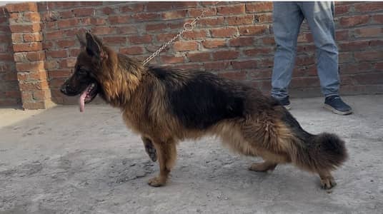 German shepherd female