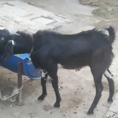 Bakra for sale for Eid contact 03254177699