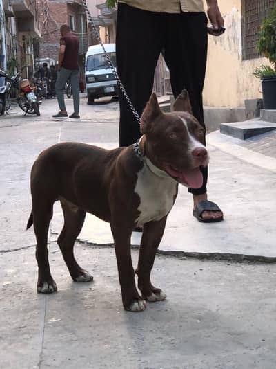 For sale