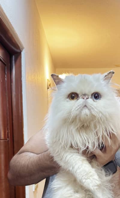 Looking to re-home cats