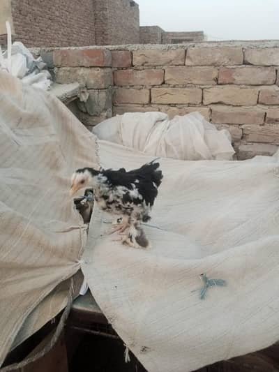 fancy chickens for sale healthy and active with reasonable price
