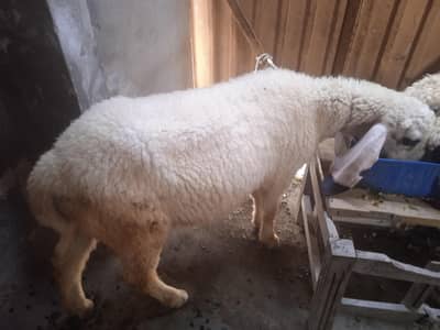 Kira bakra ha kisi ko chiya to  rabta kara 03076974822