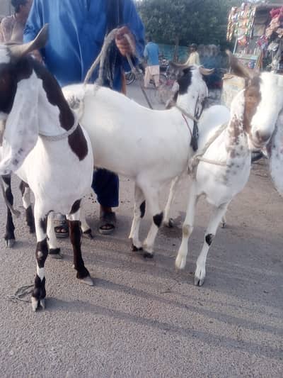 Bakra sale  135 hazr