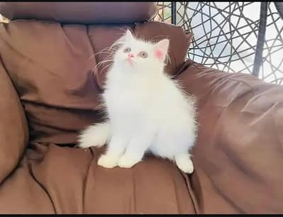 persian cat for sale MywatsapppNumber0348-55-58-176