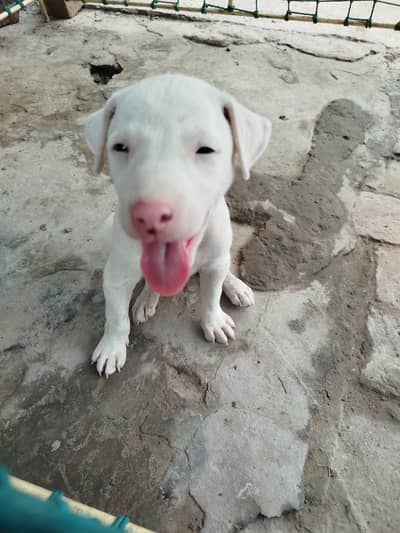 gultier female for sale