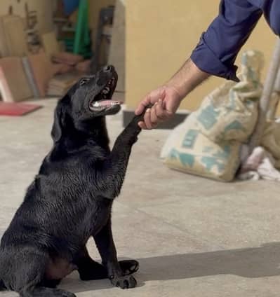 Labrador Dog Male 7 month age