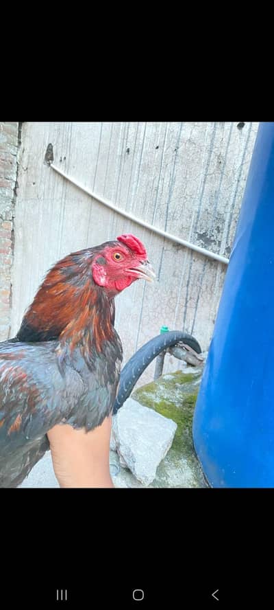 mianwali pair