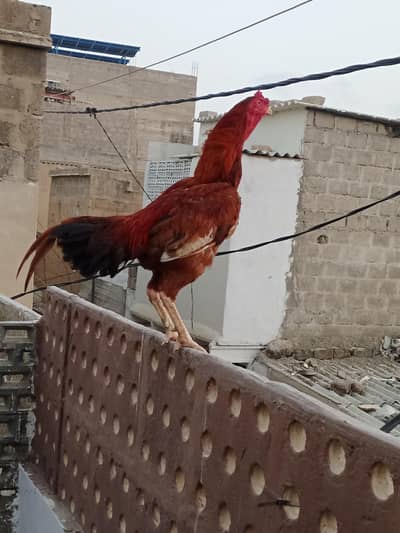 murga he sel karna he 1 sal age he sindh se laya hio