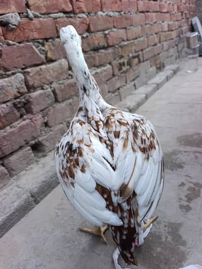 Cheeni Pure White Blood