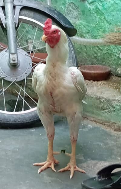 Aseel heera