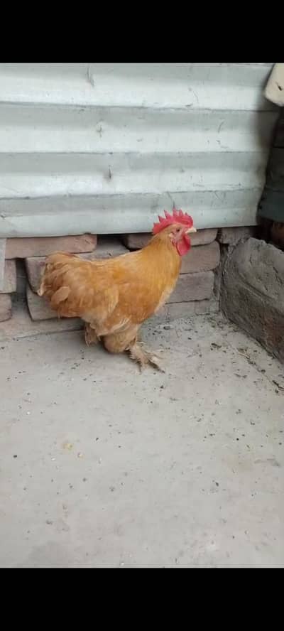 butifull hen