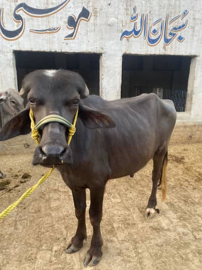 Katta For sale 2 dant