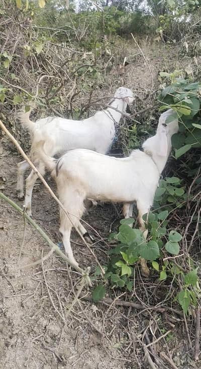 Doda gar K pala Howa Bakra wight live 40 plus 03170536174