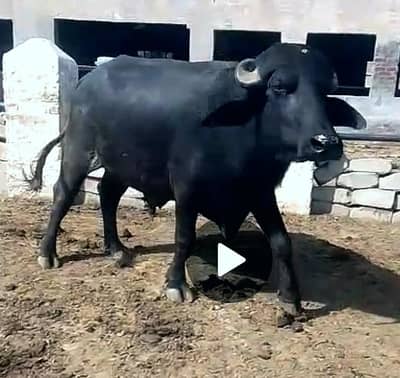 jhota (bhainsa) for sale