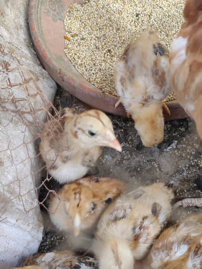 Aseel chicks