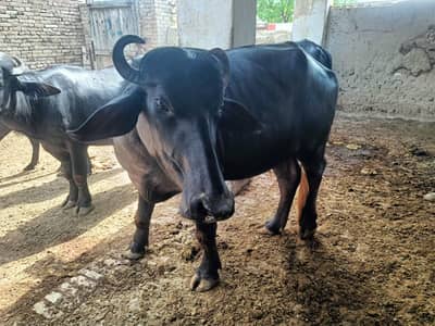 cow that is very heavy