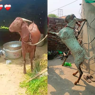 2bakra vip