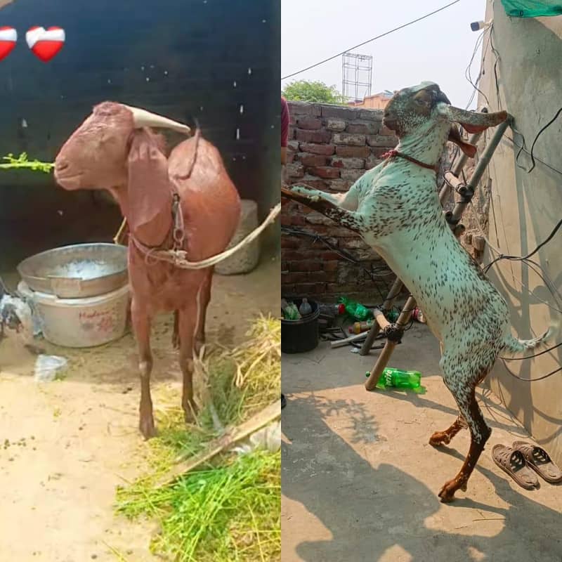 2bakra vip 0