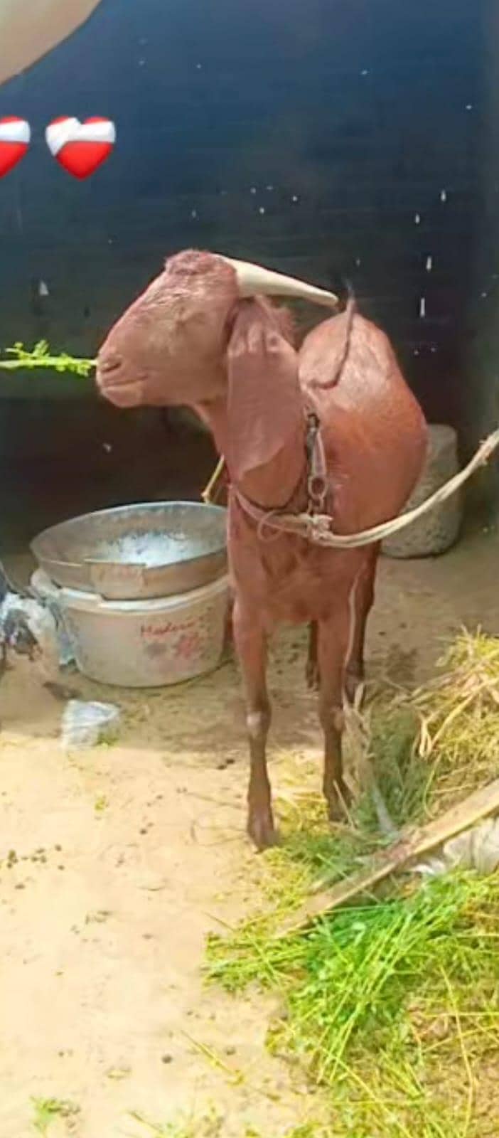 2bakra vip 1