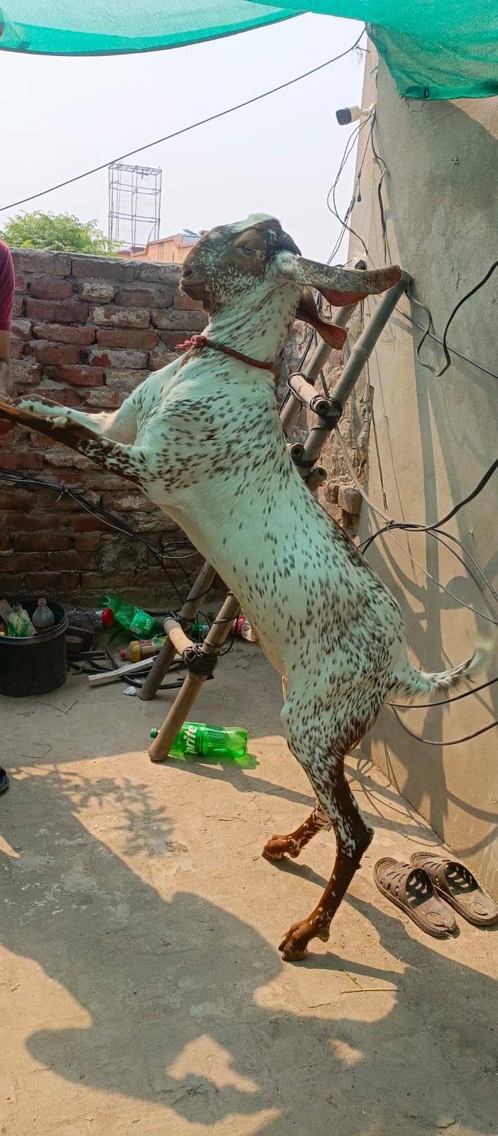 2bakra vip 3